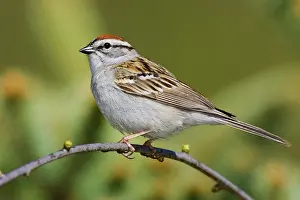 Spizella: Chipping Sparrow