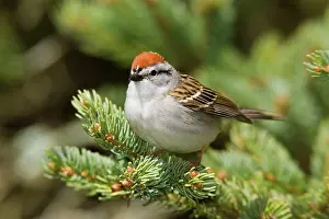 Spizella: Chipping Sparrow