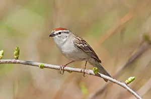 Spizella: Chipping Sparrow