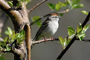 Passerina: Chipping Sparrow