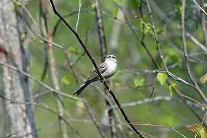 Passerina: Chipping Sparrow