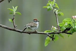 Passerina: Chipping Sparrow