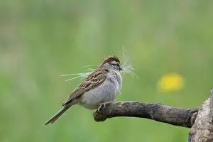 Passerina: Chipping Sparrow