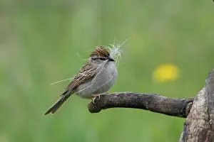 Passerina: Chipping Sparrow