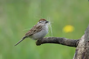 Passerina: Chipping Sparrow