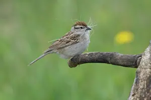 Passerina: Chipping Sparrow