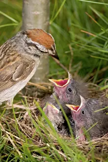 Passerina: Chipping Sparrow with Chicks