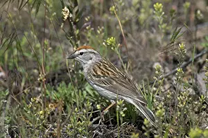Chipping: Chipping Sparrow - on ground