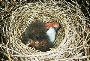 Passerina: Chipping Sparrow Hatchlings