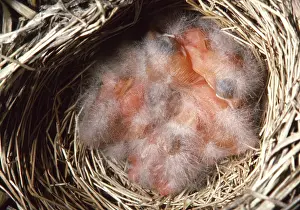 Passerina: Chipping Sparrow Hatchlings