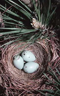 Passerina: Chipping Sparrow nest