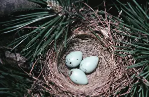 Passerina: Chipping Sparrow nest