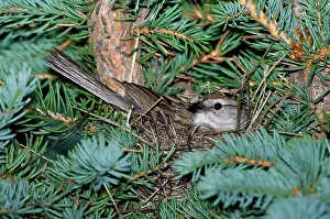 Passerina: Chipping Sparrow on nest
