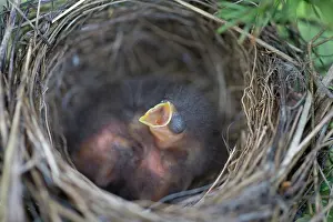 Passerina: Chipping Sparrow Nestlings