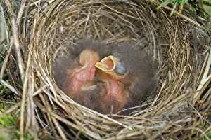 Passerina: Chipping Sparrow Nestlings