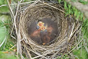 Passerina: Chipping Sparrow Nestlings