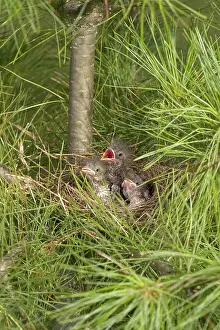 Passerina: Chipping Sparrow Nestlings