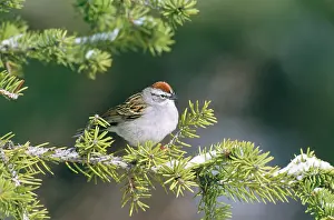 Chipping: Chipping SPARROW - perched snow covered branch
