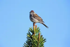 Spizella: Chipping Sparrow - singing Yellowstone National