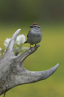 Passerina: Chipping sparrow sitting on caribou antler
