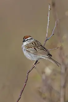 Spizella: Chipping Sparrow Spizella passerina CT in April Chip