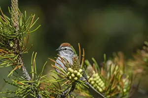 Passerina: Chipping Sparrow (Spizella passerina) in pine tree