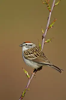 Spizella: Chipping Sparrow on territory in spring