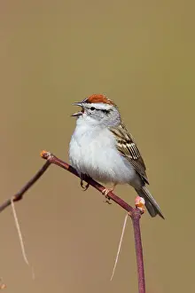 Spizella: Chipping Sparrow on territory in spring