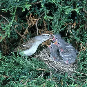 Passerina: Chipping Sparrows
