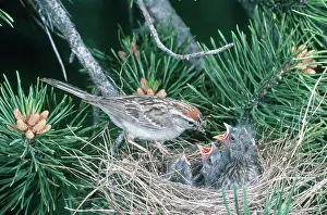Passerina: Chipping Sparrows
