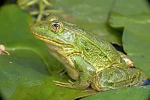 Chiricahuensis: Chiricahua Leopard Frog