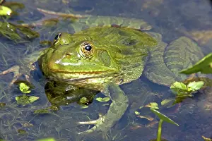 Chiricahuensis: Chiricahua Leopard Frog