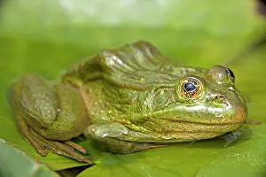 Chiricahuensis: Chiricahua Leopard Frog