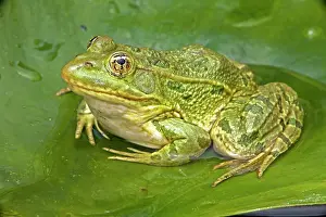 Chiricahuensis: Chiricahua Leopard Frog