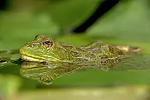 Chiricahuensis: Chiricahua Leopard Frog