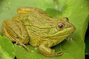 Chiricahuensis: Chiricahua Leopard Frog