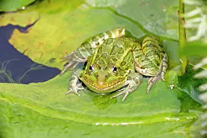 Chiricahuensis: Chiricahua Leopard Frog