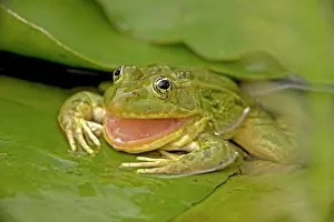Ramsey: Chiricahua Leopard Frog / Ramsey Canyon Leopard