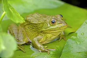 Ramsey: Chiricahua Leopard Frog / Ramsey Canyon Leopard Frog