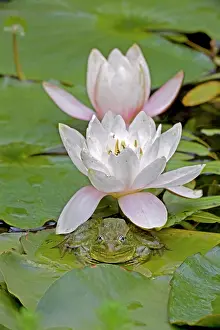 Ramsey: Chiricahua Leopard Frog / Ramsey Canyon Leopard Frog