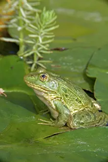 Rana: Chiricahua Leopard Frog (Rana chiricahuensis) - Arizona - US