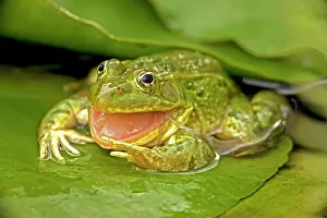 Chiricahuensis: Chiricahua Leopard Frog - Swallowing its shed skin