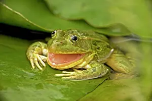 Chiricahuensis: Chiricahua Leopard Frog - Swallowing its shed skin