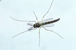 Toxicology: Chironomid midge