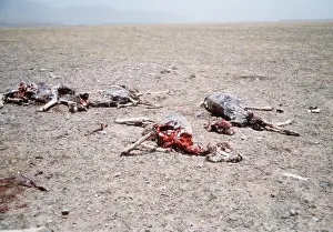 Tibet: CHIRU / Tibetan ANTELOPE - carcasses of females