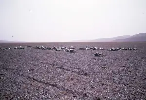 Tibet: CHIRU / Tibetan ANTELOPE - carcasses left by shahtoosh