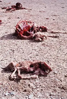 Tibet: CHIRU / Tibetan ANTELOPE - carcasses left by shahtoosh