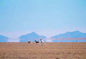 Bill Bleisch: CHIRU / Tibetan ANTELOPE - courtship herding