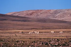 Chiru: CHIRU / Tibetan ANTELOPE - group of males