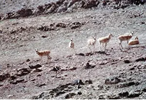 Tibet: CHIRU / Tibetan ANTELOPE - Herd of females on summer